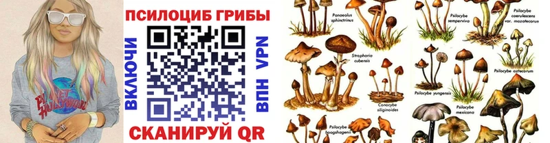 цены наркотик Котельниково Псилоцибиновые грибы Psilocybe